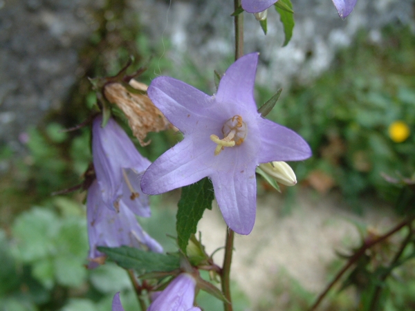 Campanula trachelium / Campanula a foglie d'' Ortica